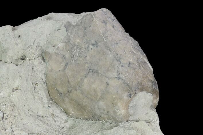 Fossil Crinoid (Eucalyptocrinus) Calyx on Rock - Indiana #127319